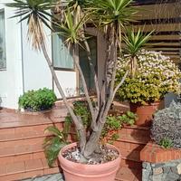 yucca