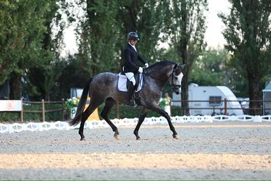 Cavallo PRE dressage 4 anni stallone 1,75m
