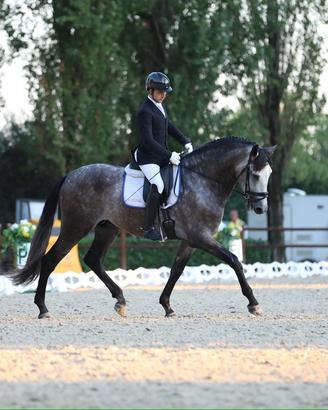 Cavallo PRE dressage 4 anni stallone 1,75m