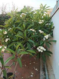 plumeria 