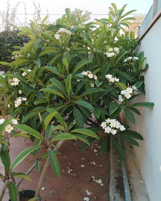 plumeria 