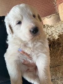 Cuccioli pastore maremmano abruzzese