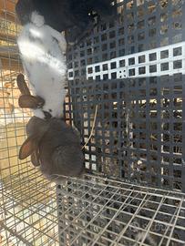 Conigli incrocio papillon e Nuova Zelanda