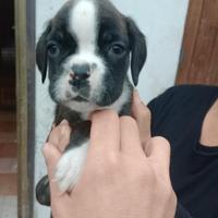 Cuccioli di boxer