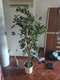pianta interno finta ficus artificiale