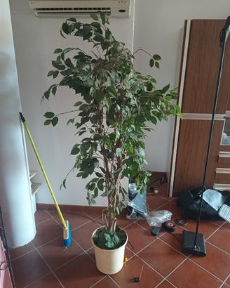 pianta interno finta ficus artificiale