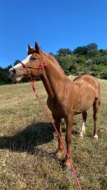 Cavalla quarter X Argentina