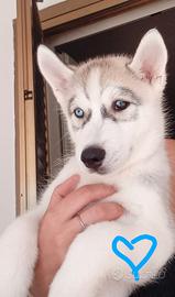 Incantevoli cuccioli di Siberian Husky