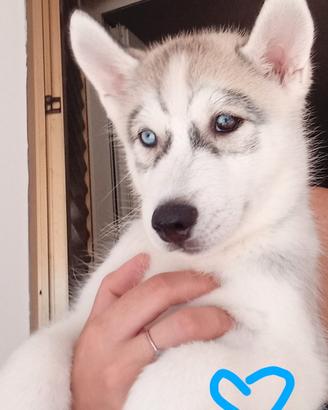 Incantevoli cuccioli di Siberian Husky