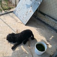 Barboncino femmina nano