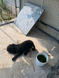 Barboncino femmina nano