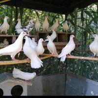 Colombe