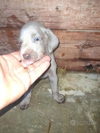 Cuccioli di weimaraner