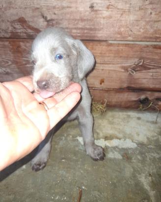 Cuccioli di weimaraner