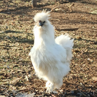 Moroseta