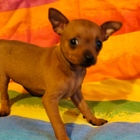 Linda Pinscher toy