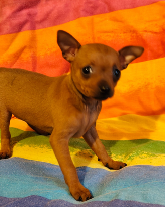 Linda Pinscher toy