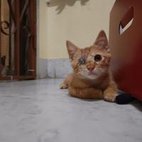 Ginger dolcissimo gattino rosso