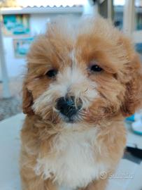 Maltipoo Red toy