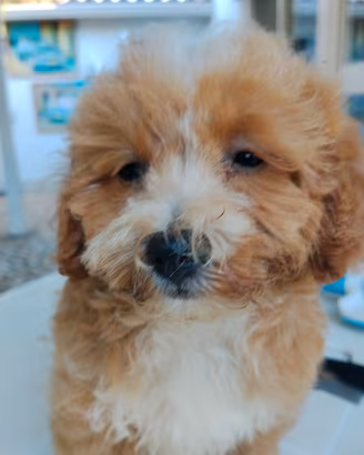 Maltipoo Red toy