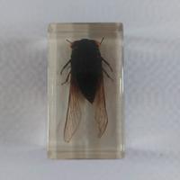 Cicala Nera Tropicale sotto resina