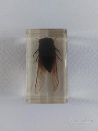 Cicala Nera Tropicale sotto resina