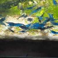 Caridine blu Dream