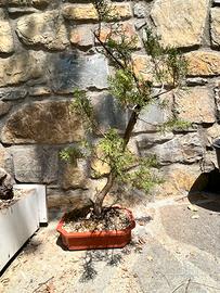 Pre bonsai yamaodri cipresso