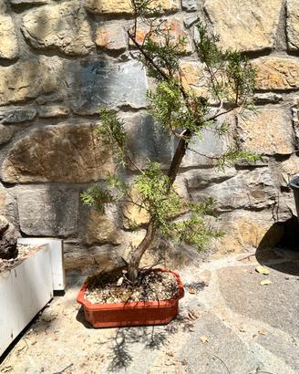 Pre bonsai yamaodri cipresso