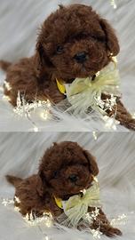 Cucciola barboncino toy red