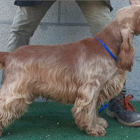 Cocker spaniel inglese