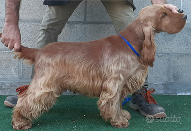 Cocker spaniel inglese