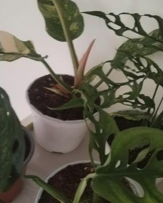 aglaonema varie