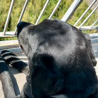 Labrador per accoppiamento