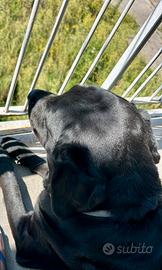 Labrador per accoppiamento