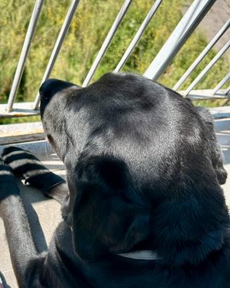 Labrador per accoppiamento