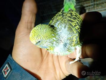 Cocorite adulte e Novelli