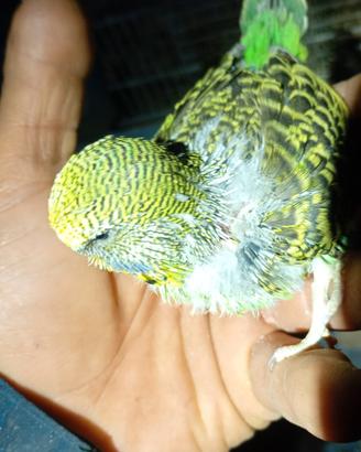 Cocorite adulte e Novelli