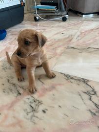 Cucciola di piccola taglia