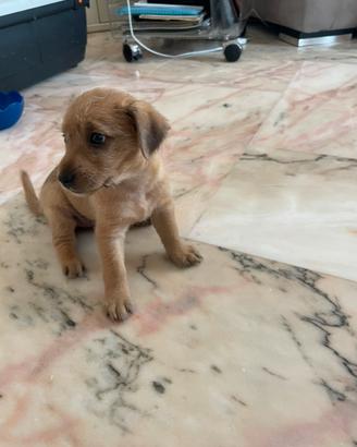 Cucciola di piccola taglia