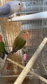 Pappagalli inseparabili