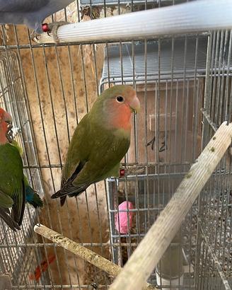 Pappagalli inseparabili