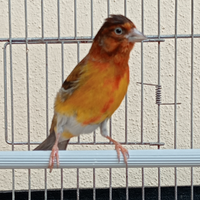 Ibrido f1 canarino venezuelo