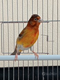 Ibrido f1 canarino venezuelo