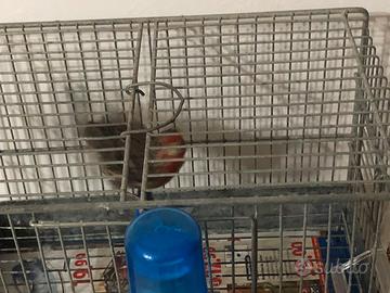 Giufoloto messicano leggi