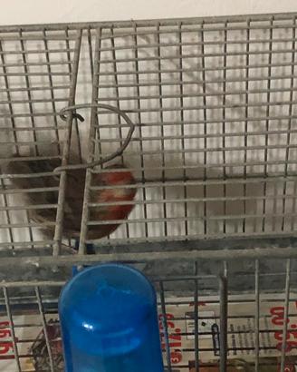 Giufoloto messicano leggi