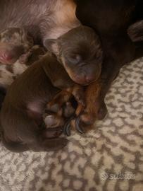 Bassotto tedesco nano/kaninchen