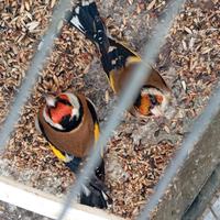 Due cardellini maschi