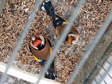 Due cardellini maschi