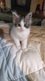 Cucciola di Maine Coon